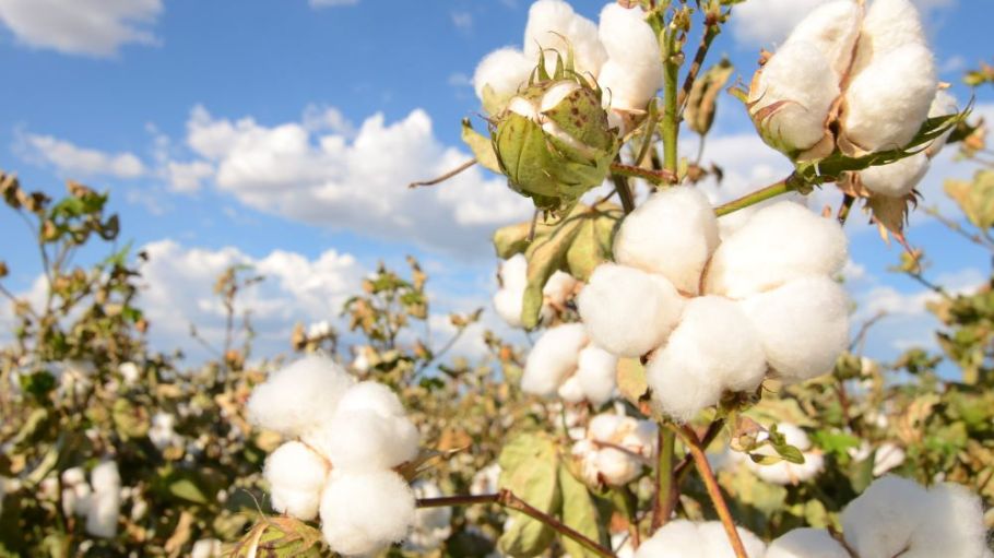 cotton locusts pakistan crop yield