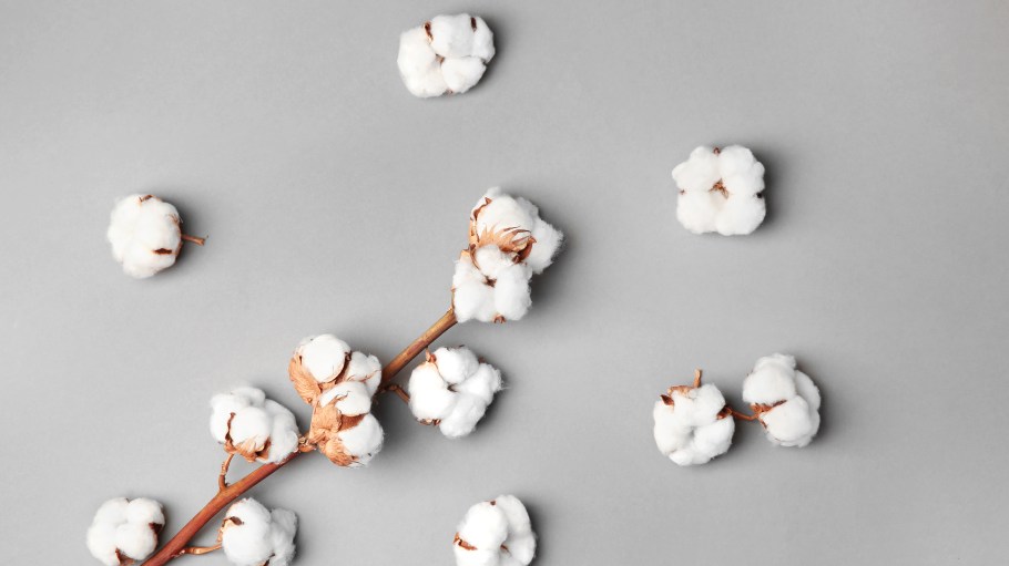 Better Cotton Growing in Production and Brand Uptake