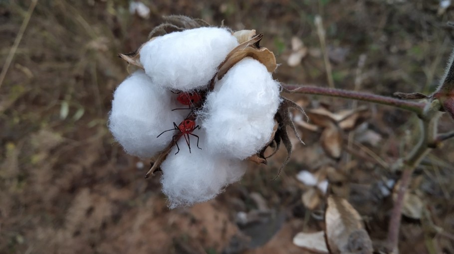 cotton