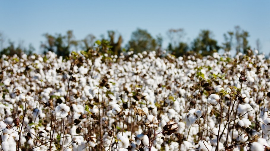 cotton