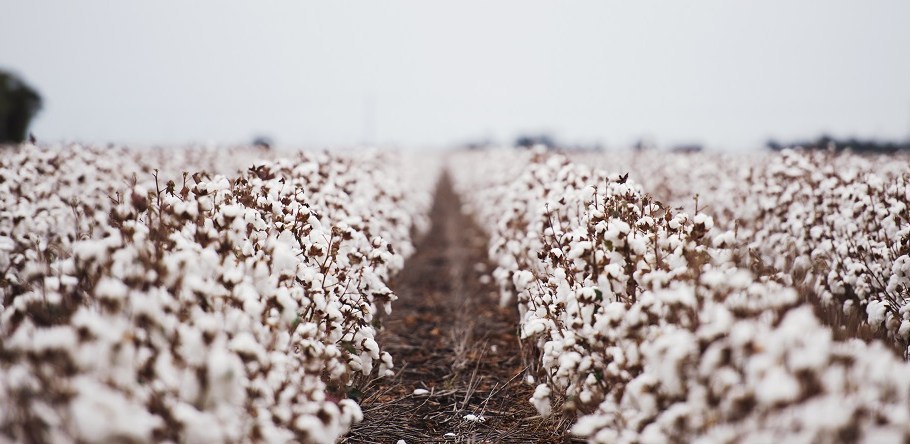 cotton