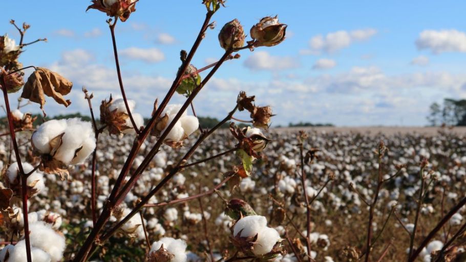 Pakistan cotton.