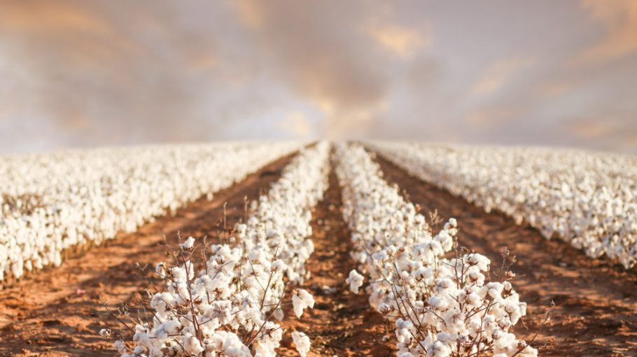 Cotton crops have largely evaded the effects of Tropical Storm Barry