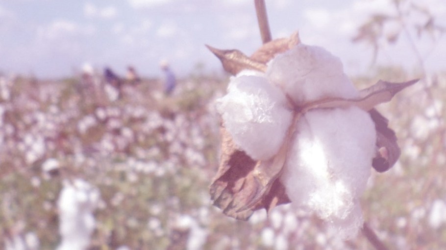Egyptian cotton
