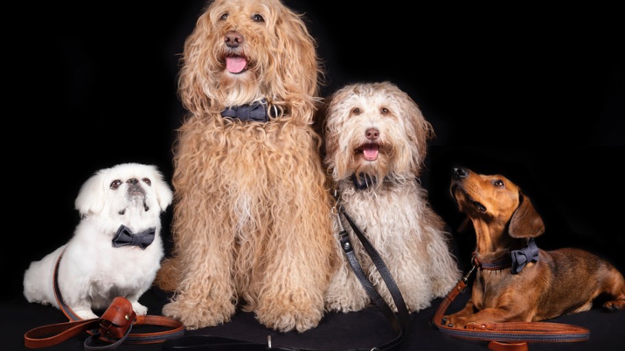 The Denim Dog, a line of premium leather and denim pet accessories, pays homage to denim's heritage.