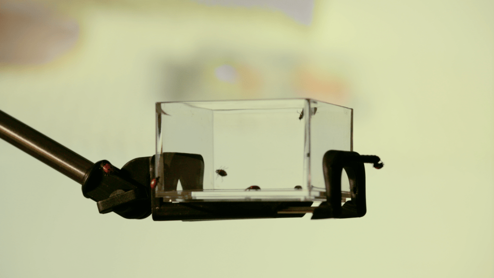 Still from one of three films made to accompany each fragrance.
