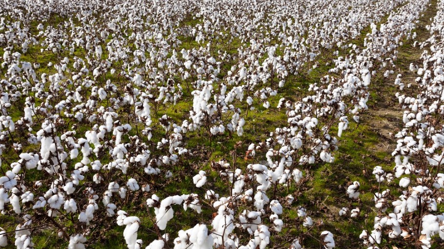 The National Cotton Council lauded an EPA proposal to reform Worker Protection Standards, but environmentalists said it's a step backward.