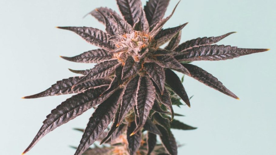 Shaking off decades of stigma, hemp and CBD are stepping out of the shadows and into the spotlight.