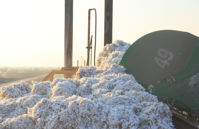 sustainability, sustainable, cotton