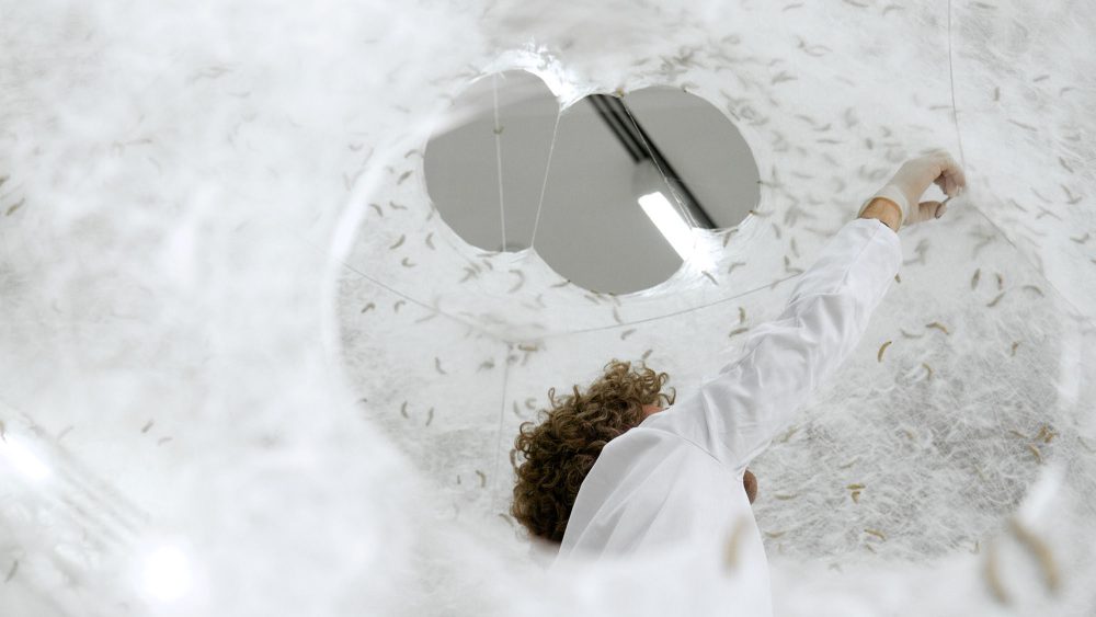 Neri Oxman and The Mediated Matter Group. Silk Pavilion. 2013. View through Silk Pavilion apertures as the silk worms skin the structure.