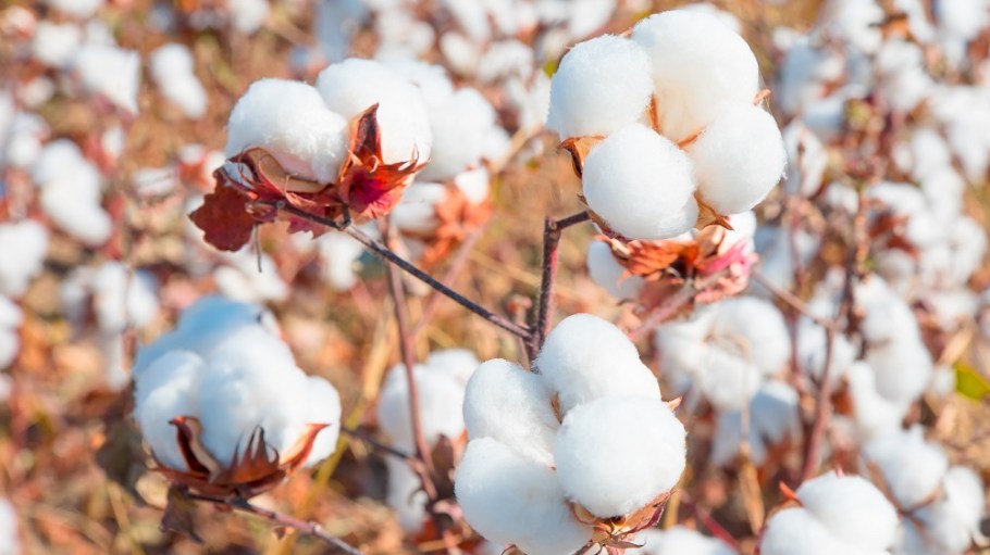 Adidas has surged ahead to become a global leader in sourcing sustainable cotton, according to “The Cotton Ranking 2020” report.