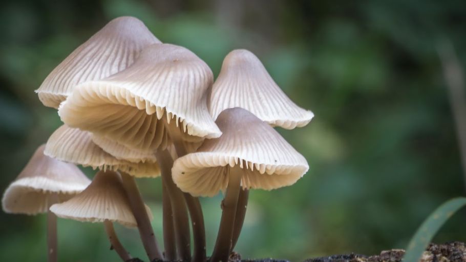Sustainable material maker MycoWorks raised $17M in Series A funding for its fungi-based, plastic-free and cruelty-free leather alternative.