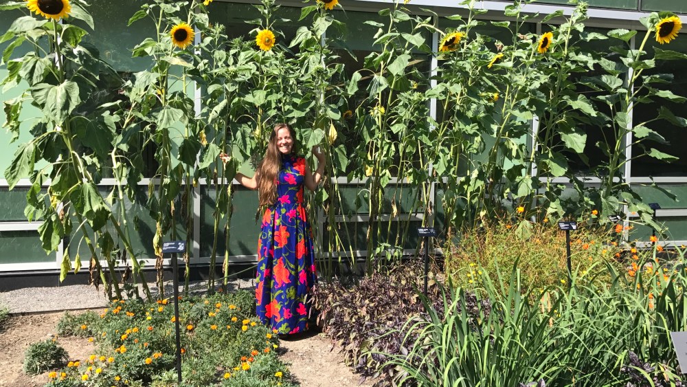 Cornell Natural Dye Garden