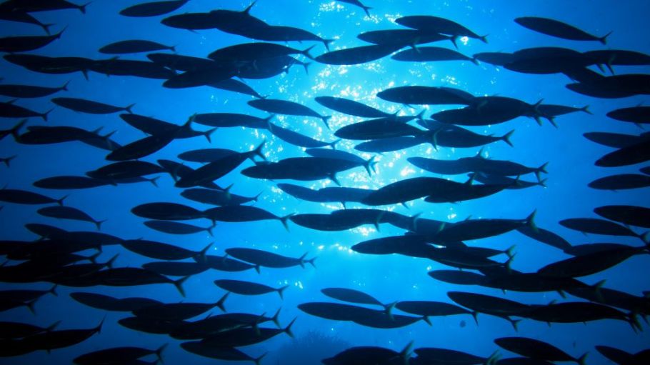 Prada and UNESCO’s Intergovernmental Oceanographic Commission are launching a program to teach educators about ocean sustainability.