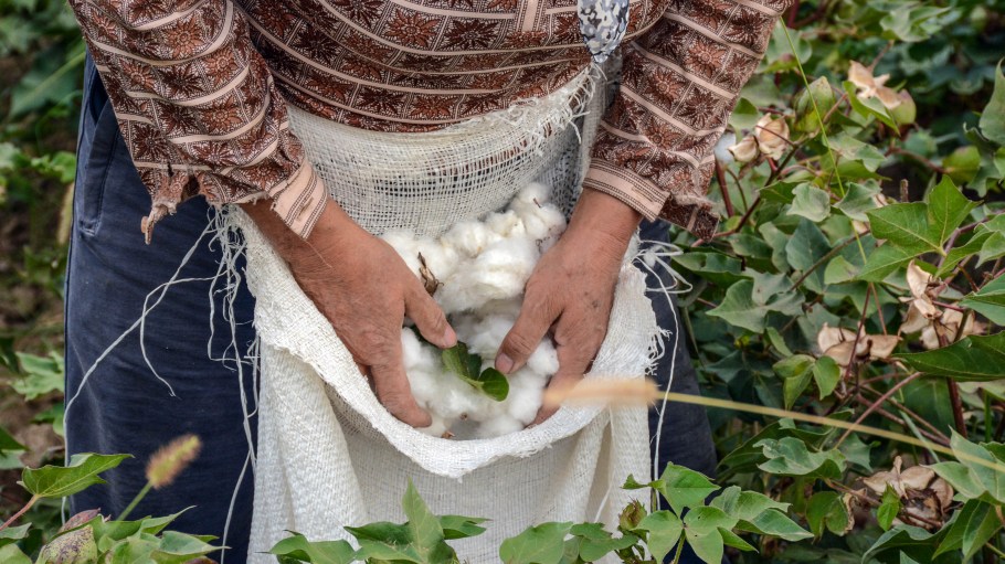 Cotton harvesting. A woman collecting cotton