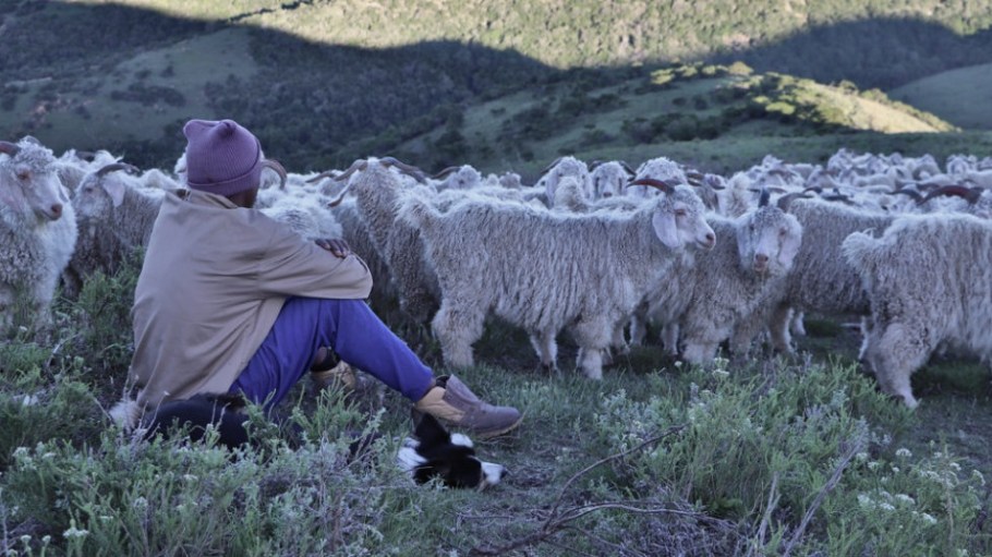 Textile Exchange has releases a new Responsible Mohair Standard and has made its first revision to the Responsible Wool Standard.