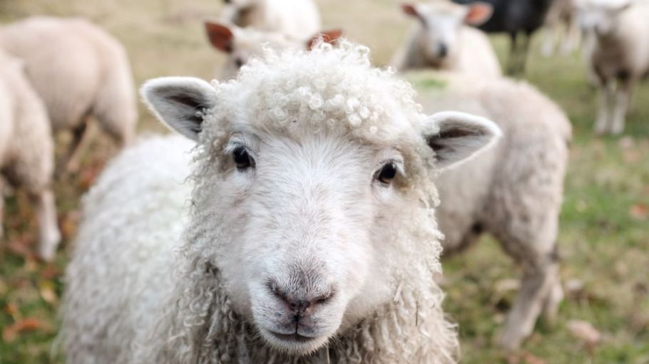 A new technology is being developed as part of an AWI-funded project that could enable genetic improvement in production and quality.