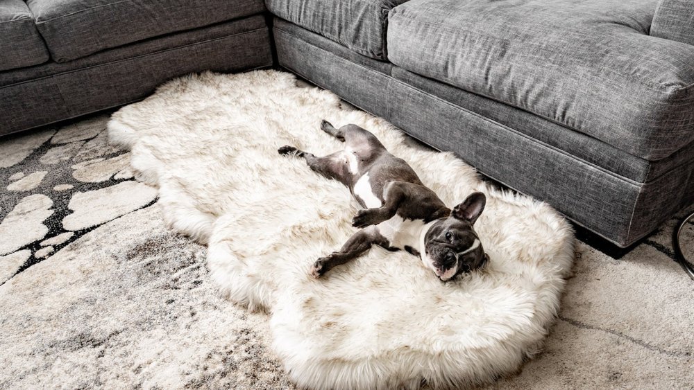 puprug