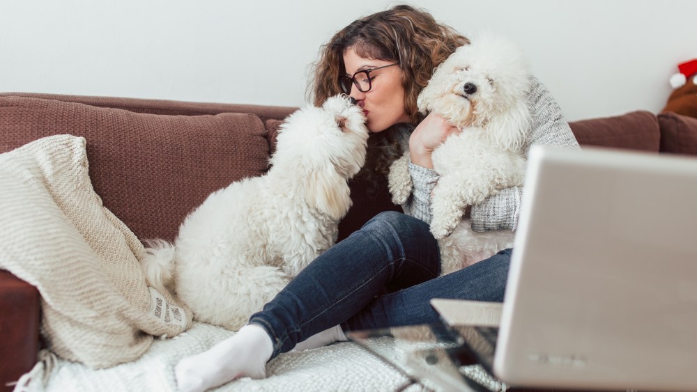 working with dog