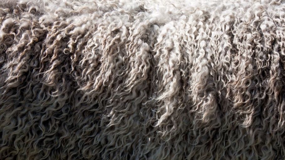 Microfibers that slough off machine washable wool biodegrade three times faster in marine environments than those from untreated wool.