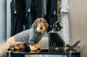 Dog Apparel