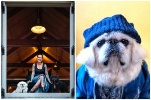 Dog Apparel