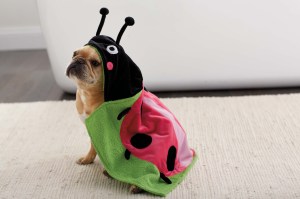 Dog Apparel