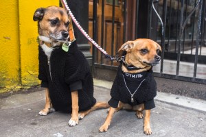 Dog Apparel