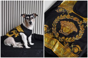 Dog Apparel