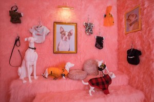 Dog Apparel