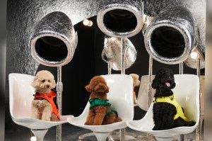 Dog Apparel