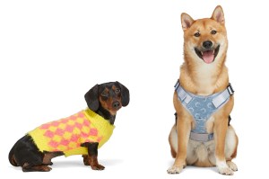 Dog Apparel