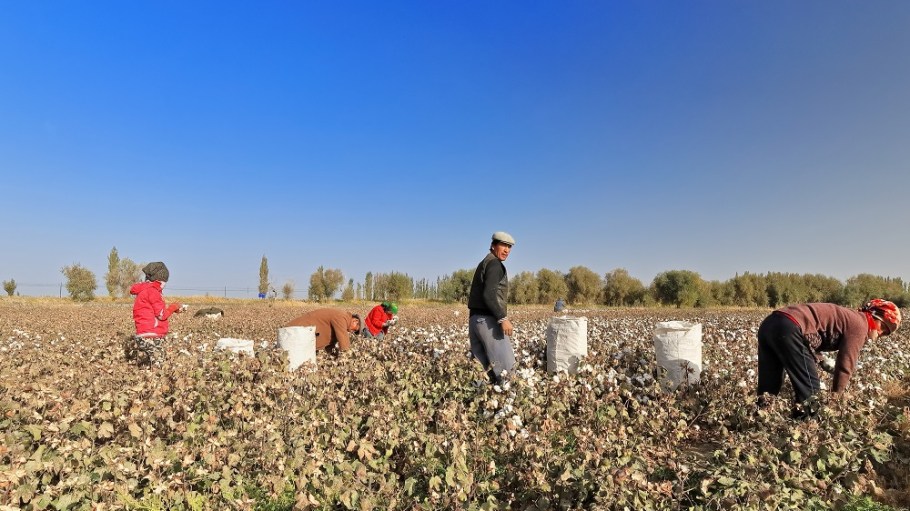 Responding to alleged forced labor in cotton farming in Western China, BCI has actively engaged in dialogue on its Decent Work principle.