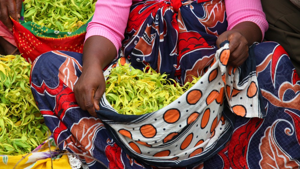 A woman collects ylang-ylang for Givuadan on Mwali.