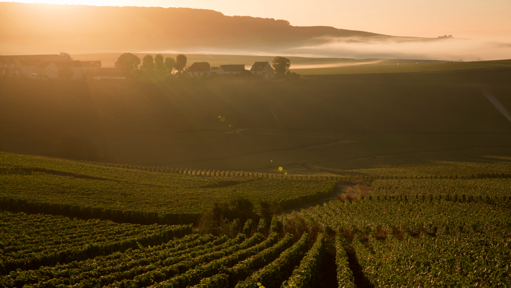 The Dom Pérignon vineyard.