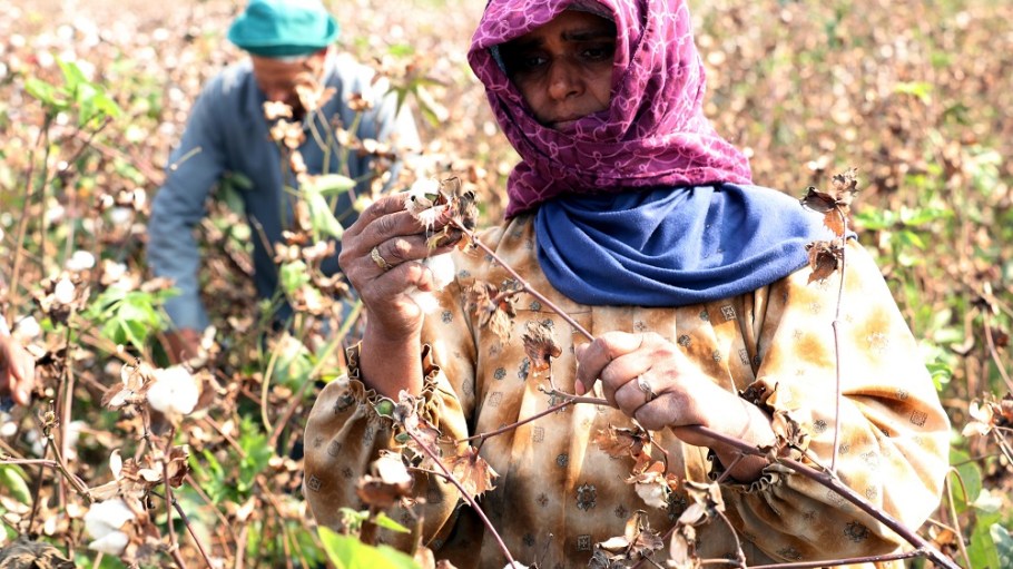 The Better Cotton Initiative, along with the United Nations Industrial Development Organization, has launched the BCI Program in Egypt.