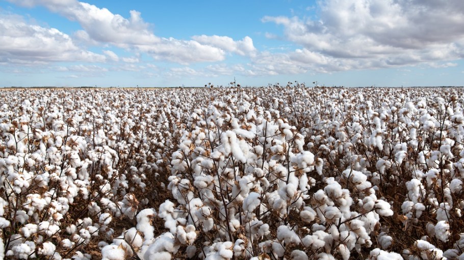 Cotton prices will remain under pressure due to higher ending stocks, weaker textile fiber demand and lower polyester prices, ICAC said.