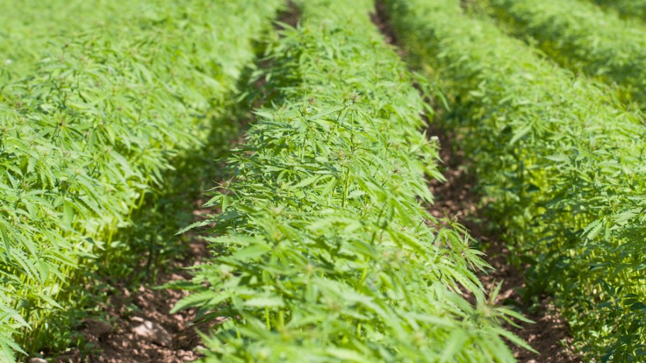 Denim experts support using cottonized hemp as a cotton alternative because of its regenerative and sustainable properties.