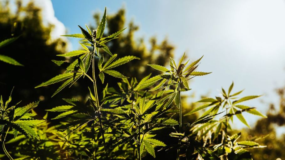 Denim giant Levi Strauss is bringing next-generation hemp to market by cottonizing the fiber to provide the look and hand feel of cotton.