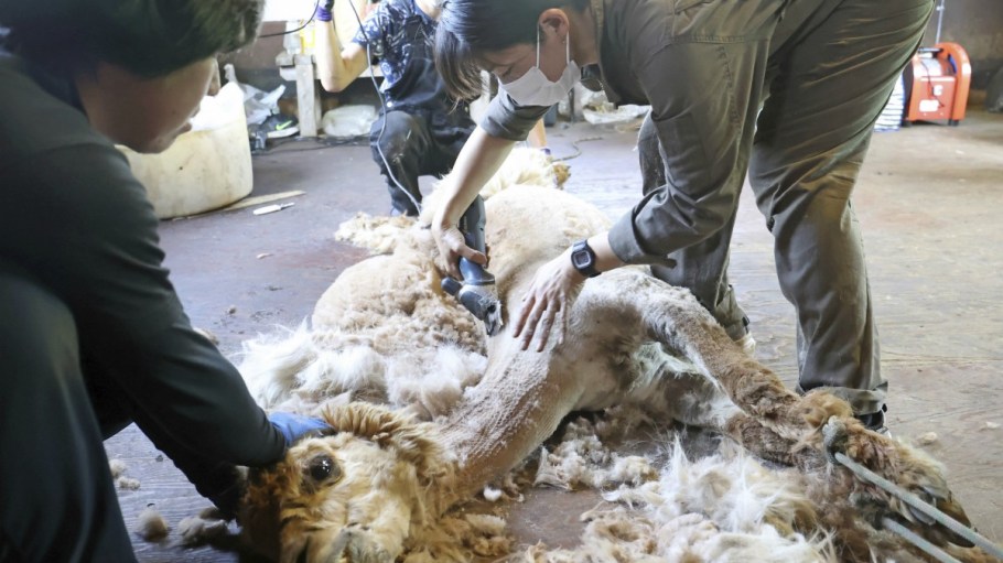 Uniqlo has reportedly banned alpaca wool after an undercover exposé by PETA last month appeared to show animal abuse at a farm in Peru.