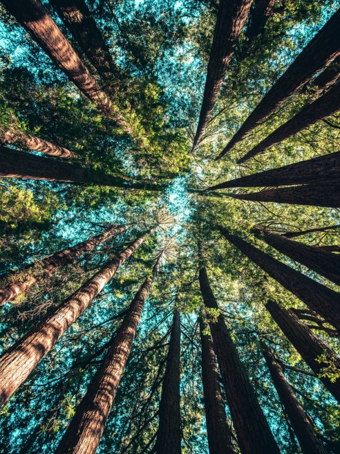 Amazon joined CanopyStyle and has pledged to keep ancient and endangered forests from its apparel supply chain of private-label brands.