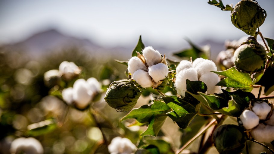 At Transformers Catalyst, denim experts weighed in on how traceable cotton solutions like FibreTrace advance supply chain transparency.