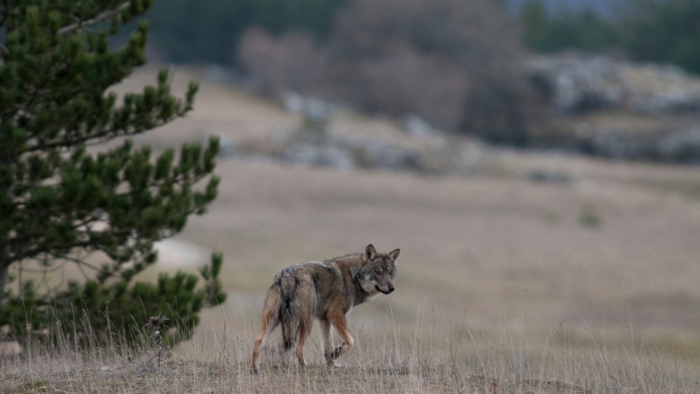 The Italian wolf.