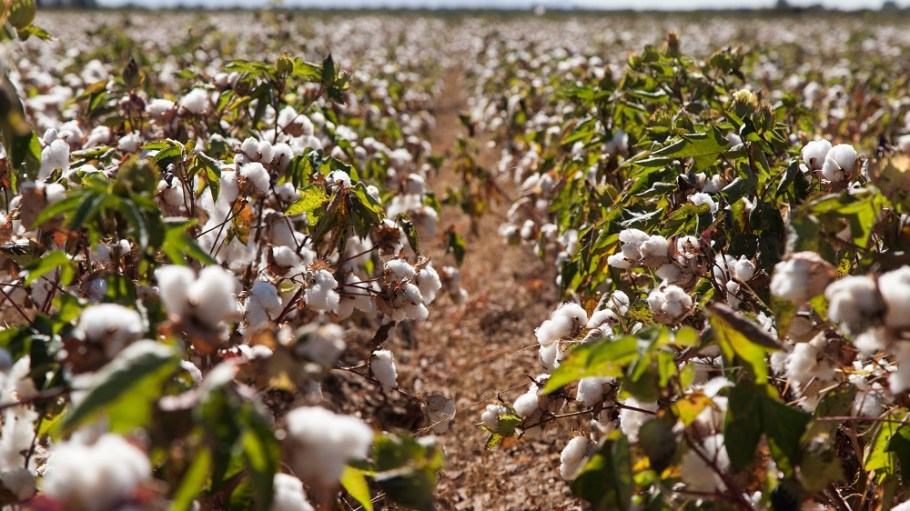 Organic cotton production increased 31 percent for the 2018/19 harvest year–the second-largest harvest on record after 2009/10.