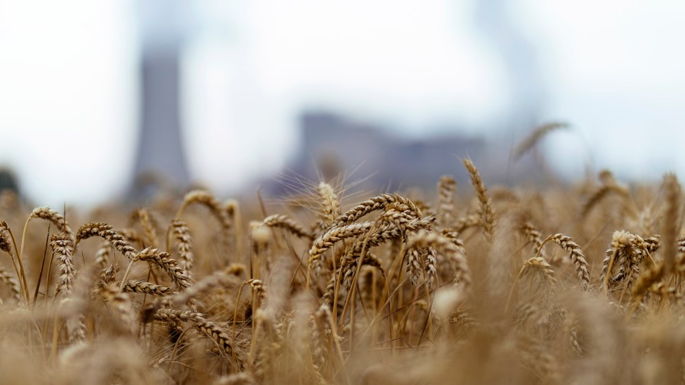 A ripe cornfield in NRW. Cologne, 04.08.2020 | usage worldwide Photo by: Christoph Hardt/Geisler-Fotopres/picture-alliance/dpa/AP Images