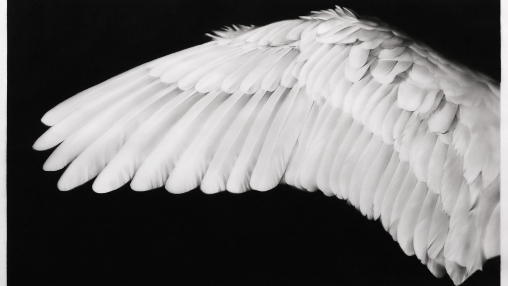 Robert Longo. Study of Angel Wing. Ink and charcoal on vellum, 2020. 19 1/4 x 33 inches. Courtesy the artist and Metro Pictures, New York.