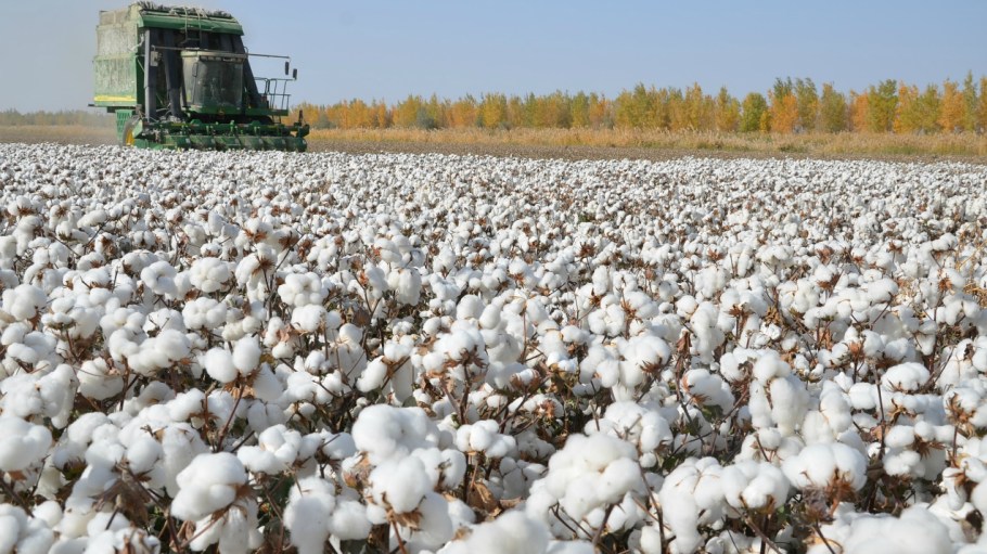 A potential U.S. Customs and Border Protection ban on Xinjiang cotton imports over reported force labor could threaten apparel sourcing.