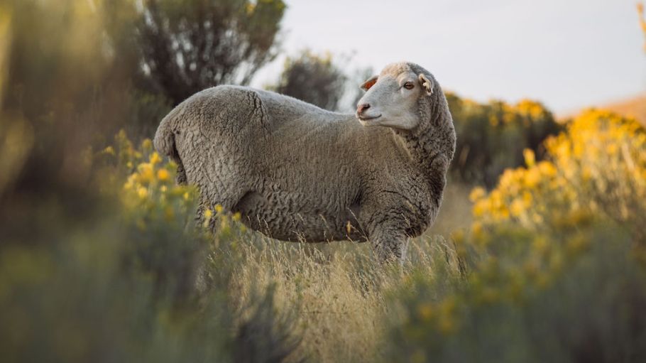 Oregon's Shaniko Wool Company is scientifically measuring the amount of carbon captured by its producers, furthering regenerative practices.