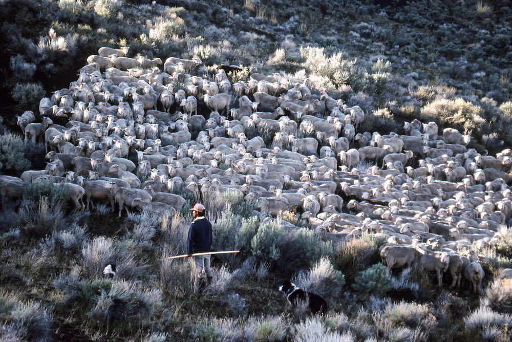 Shaniko Wool Company