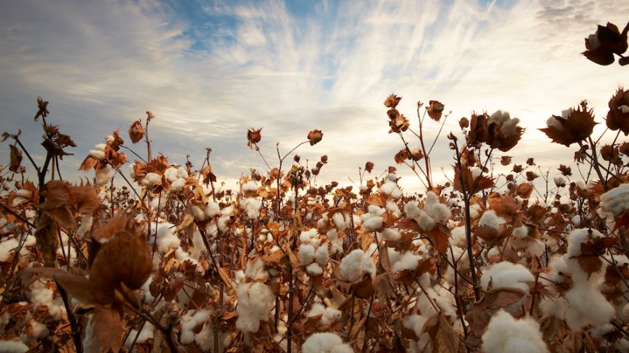 Fashion supply chains have traditionally been complex and opaque. But frontrunners like Supima are leading the charge toward transparency.